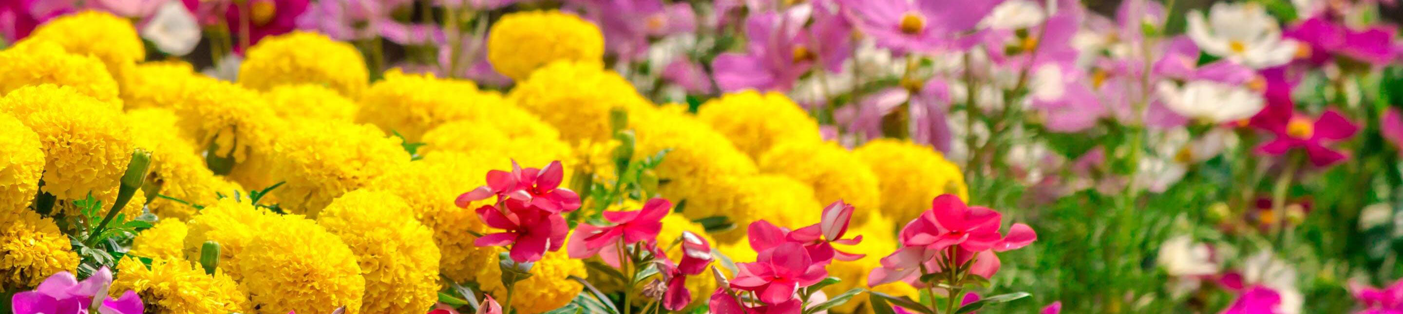 Buy Flower Seeds Online - Harris Seeds