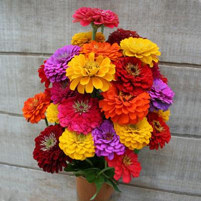 Benary's Giant Zinnias