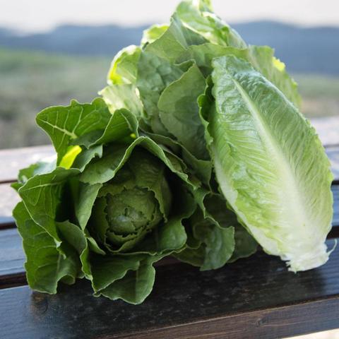 Organic Lettuce