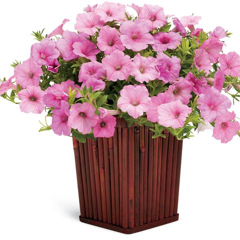 Supertunia Vista Bubblegum Petunia