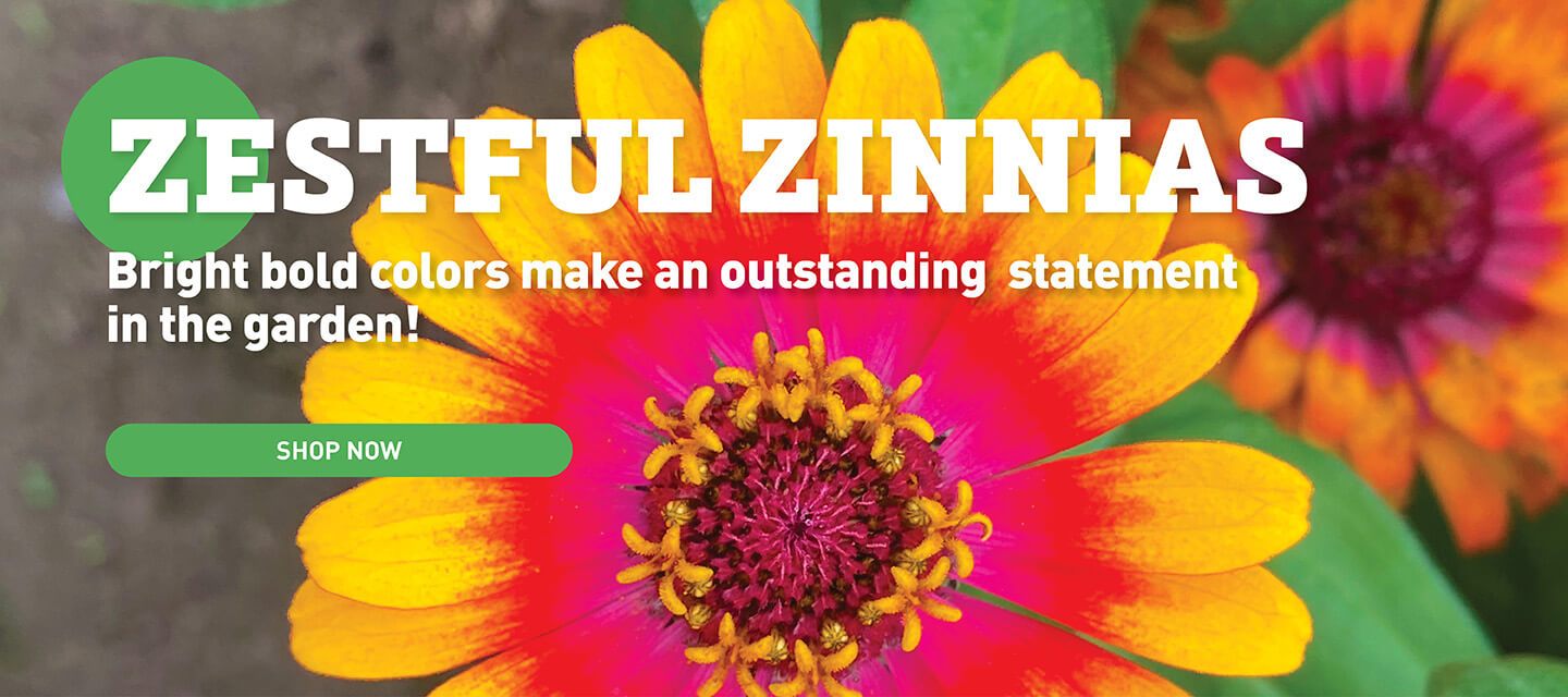 Zinnias